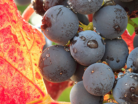 Alma de Mecenas Tinto